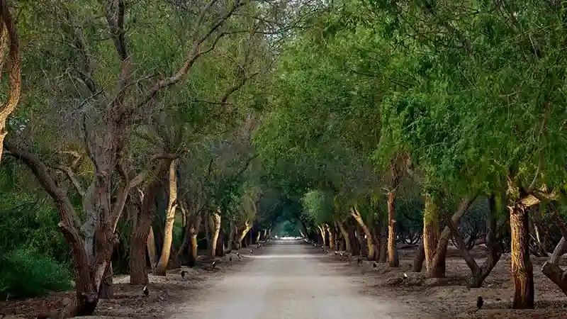 AlJurf Boutique Land Plots gallery image 3